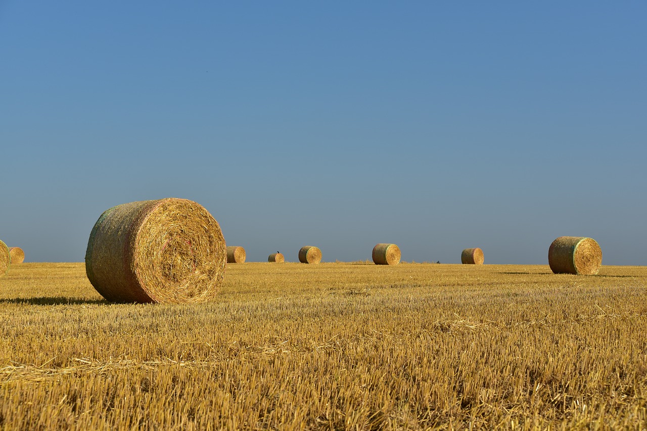 Ingrace Canada Farms