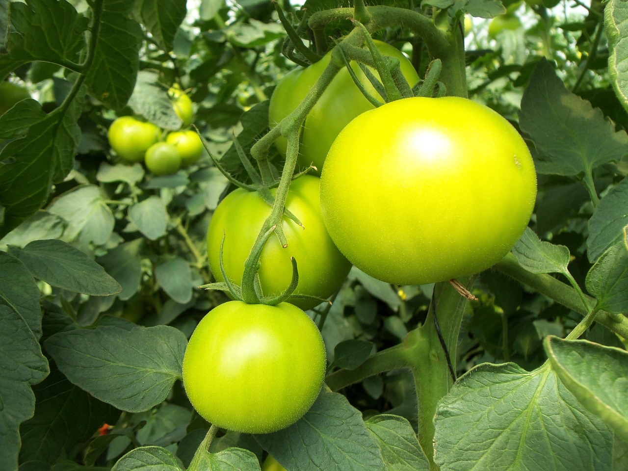 Saskatchewan Hydroponics Club Receives SIGA Support for Community Hydroponics Education