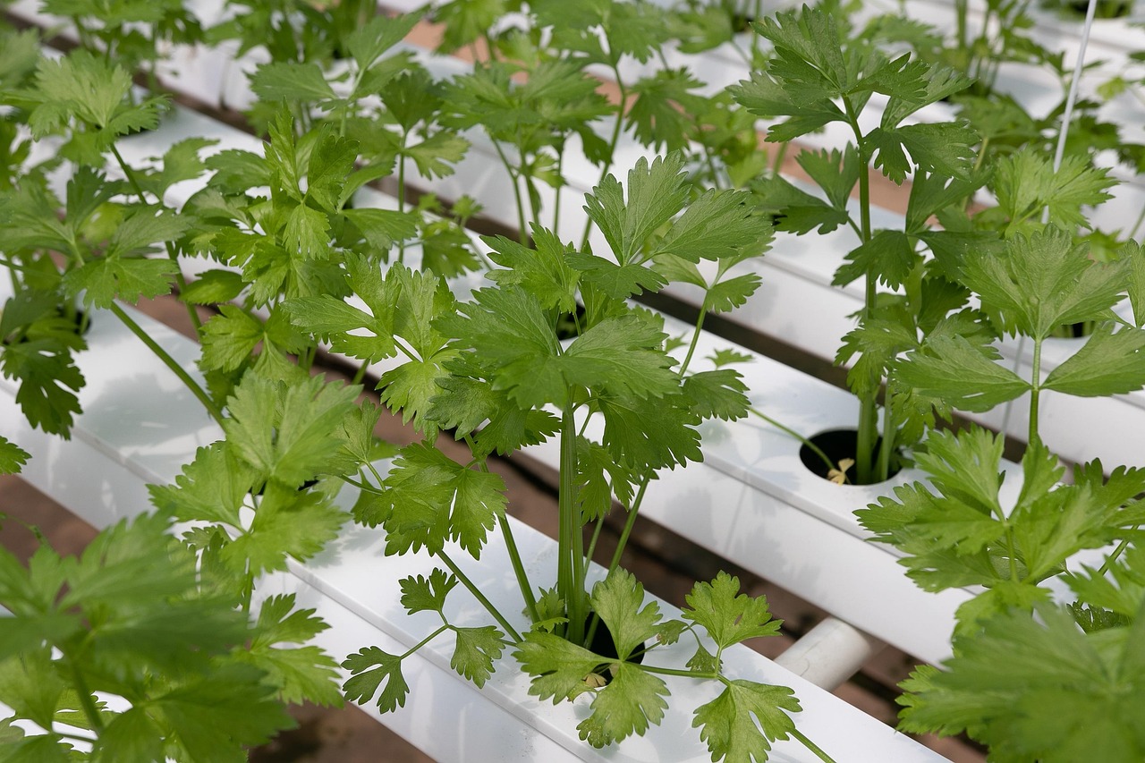 Saskatchewan Hydroponics Club Receives $15,000 Community Initiatives Fund Grant for Hydroponics Education Project